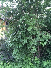 Styrax japonicus