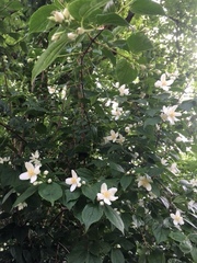 Styrax japonicus