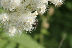 Andrena crataegi