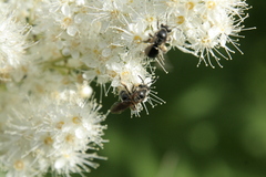 Andrena crataegi