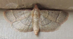 Hypsopygia nostralis