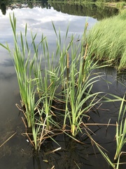 Typha latifolia