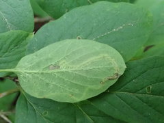 Aulagromyza hendeliana