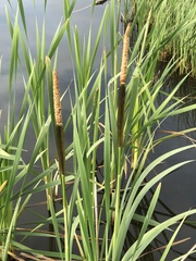 Typha latifolia