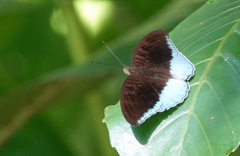 Tanaecia iapis puseda