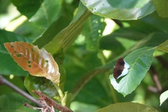 Tanaecia iapis puseda