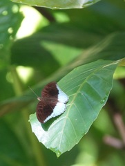 Tanaecia iapis puseda