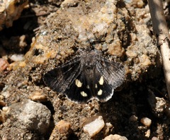 Litocala sexsignata