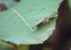 Tanaecia iapis puseda