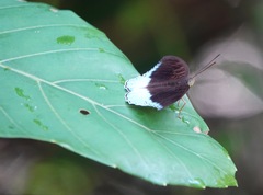 Tanaecia iapis puseda