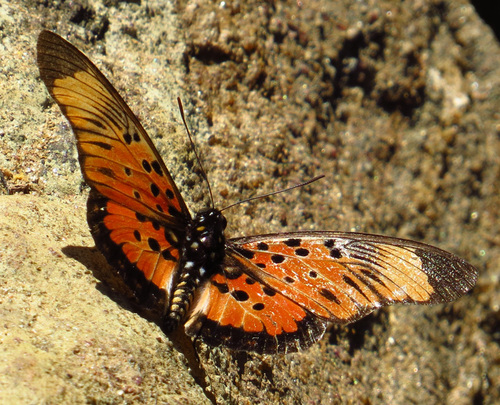 Boisduval’s False Acraea