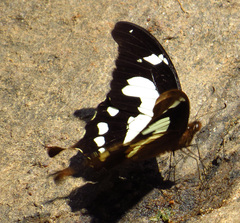 Papilio hesperus hesperus