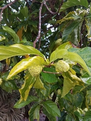 Morinda citrifolia
