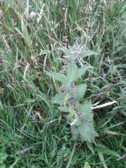 Urtica dioica