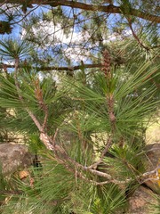 Pinus greggii