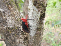 Kalidasa lanata