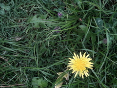 Taraxacum officinale