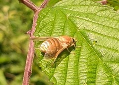 Goniops chrysocoma