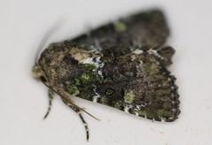 Oligia chlorostigma