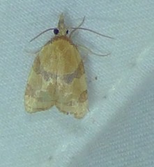 Cenopis diluticostana