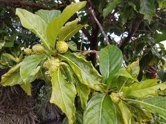 Morinda citrifolia