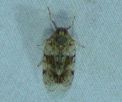 Melanoliarus placitus