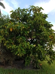 Morinda citrifolia