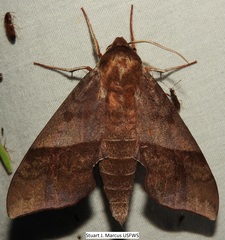 Darapsa choerilus