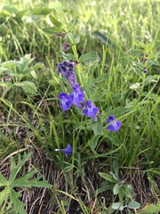 Scutellaria scordifolia