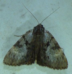 Catocala andromedae