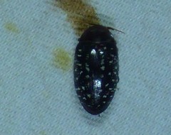 Chelonarium lecontei
