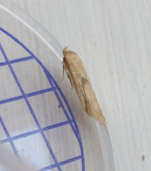 Blastobasis lacticolella