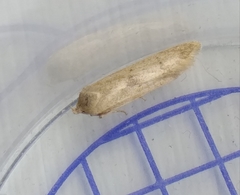 Blastobasis lacticolella