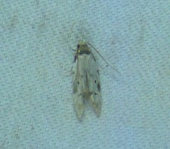 Taygete attributella