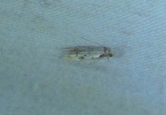 Taygete attributella