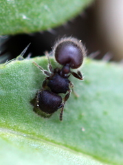 Meranoplus peringueyi