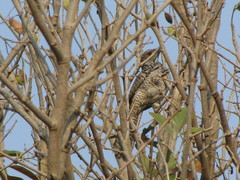 Eudynamys scolopaceus