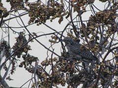 Eudynamys scolopaceus