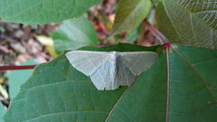 Thalassodes immissaria