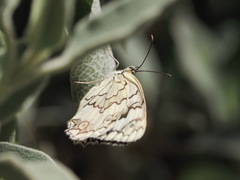 Melanargia larissa
