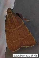 Parachma ochracealis