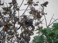 Eudynamys scolopaceus