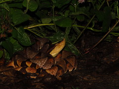 Deinagkistrodon acutus