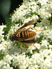 Spilomyia alcimus