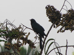 Eudynamys scolopaceus