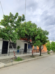 Cordia sebestena