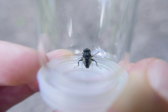 Eristalinus sepulchralis