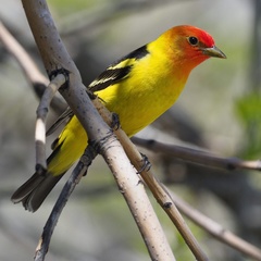 Western Tanager photo 4