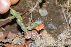 Zornia thymifolia