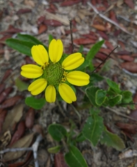 Berlandiera subacaulis